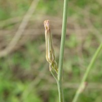 Launaea intybacea (Jacq.) Beauverd